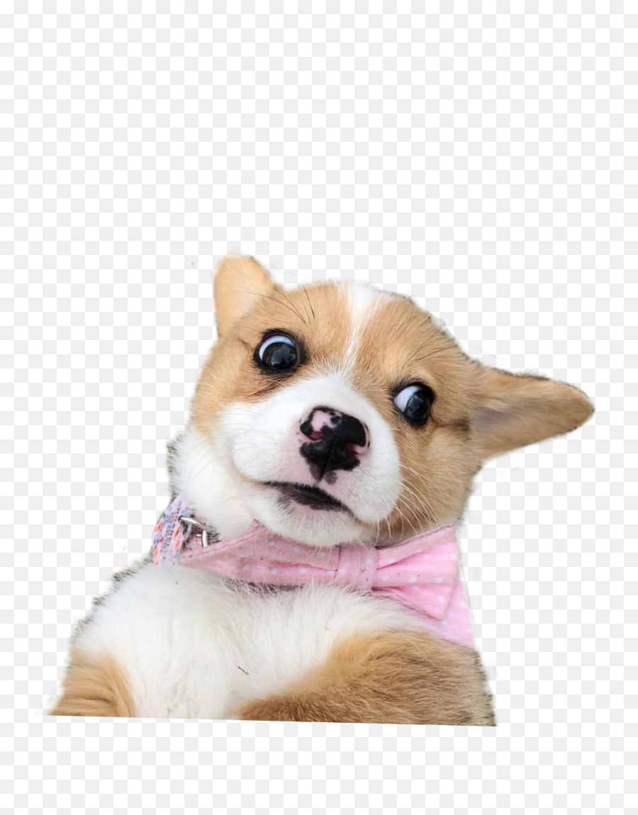 The Most Edited - Scared Dog Meme Transparent Emoji,Pembroke Welsh Corgi Emojis