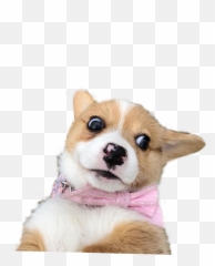 The Most Edited - Scared Dog Meme Transparent Emoji,Pembroke Welsh Corgi Emojis