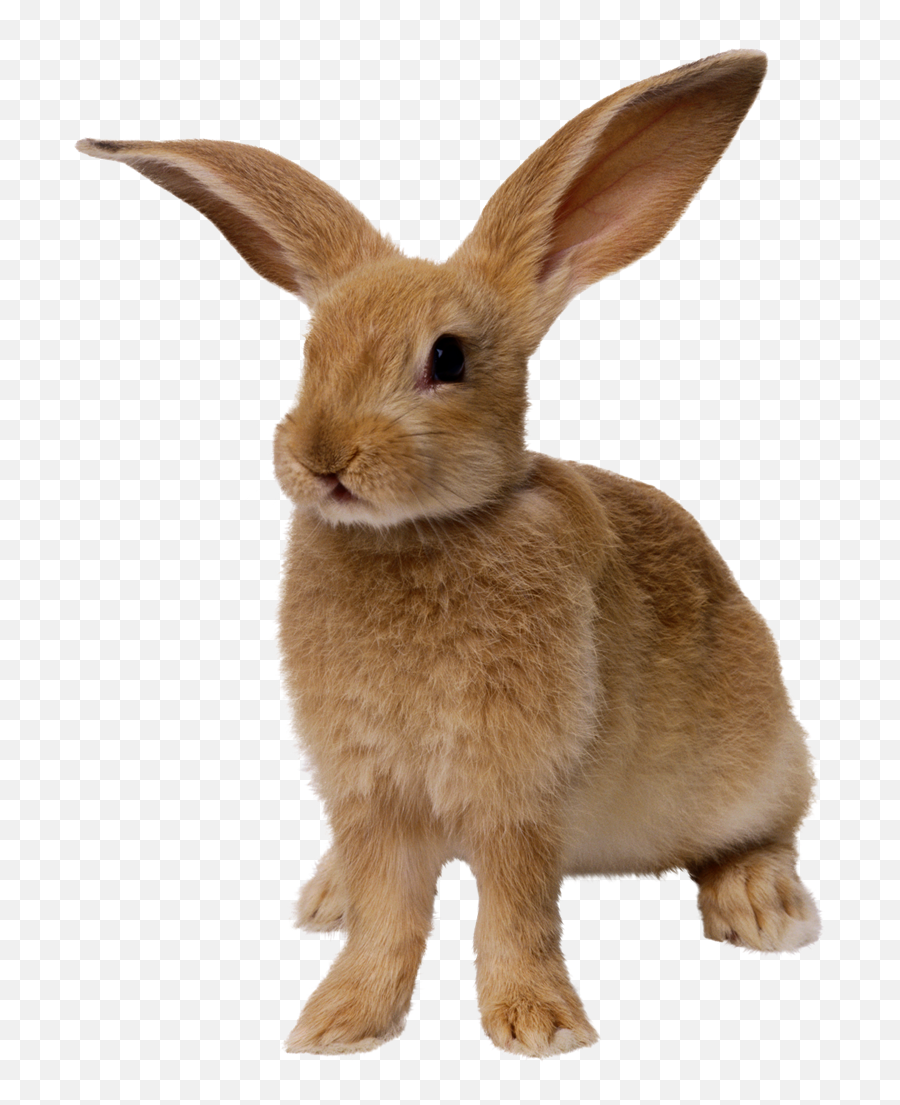 Easter Bunny Png Free Download Png Arts Emoji,Easter Buny Emoji