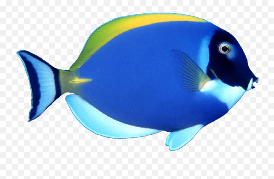 Meat Clipart Blue Fish Meat Blue Fish - Dory Fish White Background Emoji,Fish Emoji Pillow