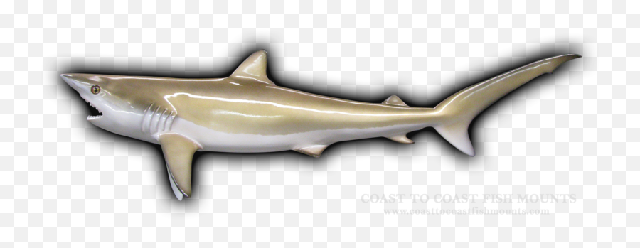 Sandbar Shark Fish Mounts U0026 Replicas By Coast - Tocoast Fish Emoji,Arowana Fish Emotion