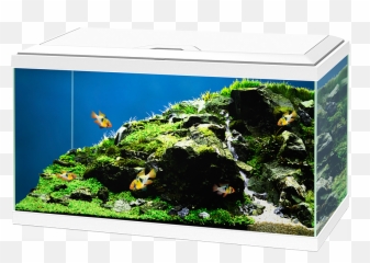Aqua 60 Led Fiskabúr - Ciano 60 Fish Tank Emoji,Fiskar Emotion