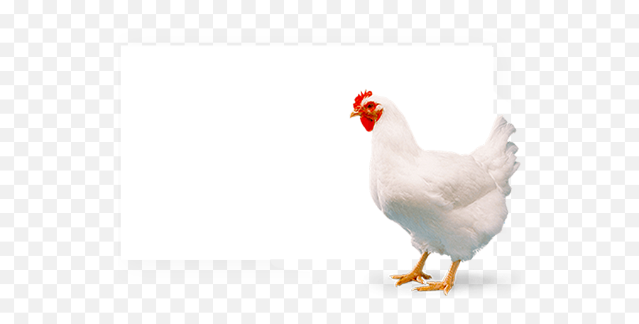 Kabelo Poultry Farm Chicken Poultry Produce Emoji,Hen Emoji