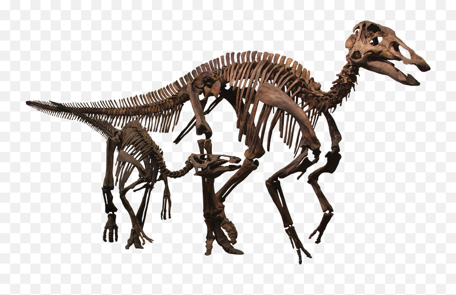 Edmontosaurus - Wikipedia Edmontosaurus Skeleton Emoji,Dinosaur Emoji