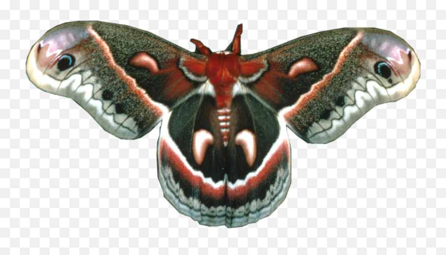 Moth Sticker - Cecropia Moth Emoji,Moth Emoji
