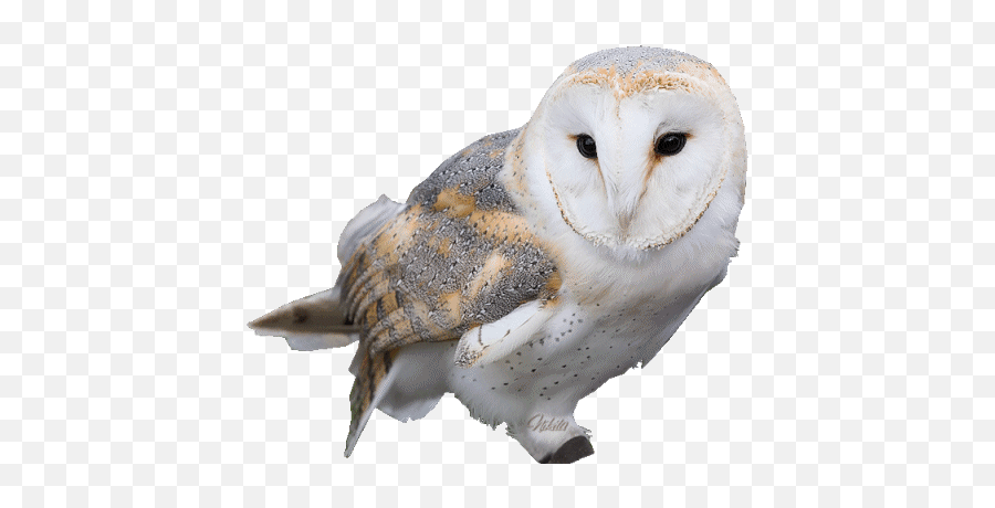 Top Barn Owl Stickers For Android U0026 Ios Gfycat - Transparent Snowy Owl Gif Emoji,Owl Emojis For Android
