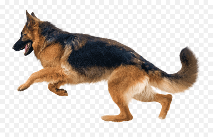 Non - Old German Shepherd Dog Emoji,Dog Emotion 50% Up