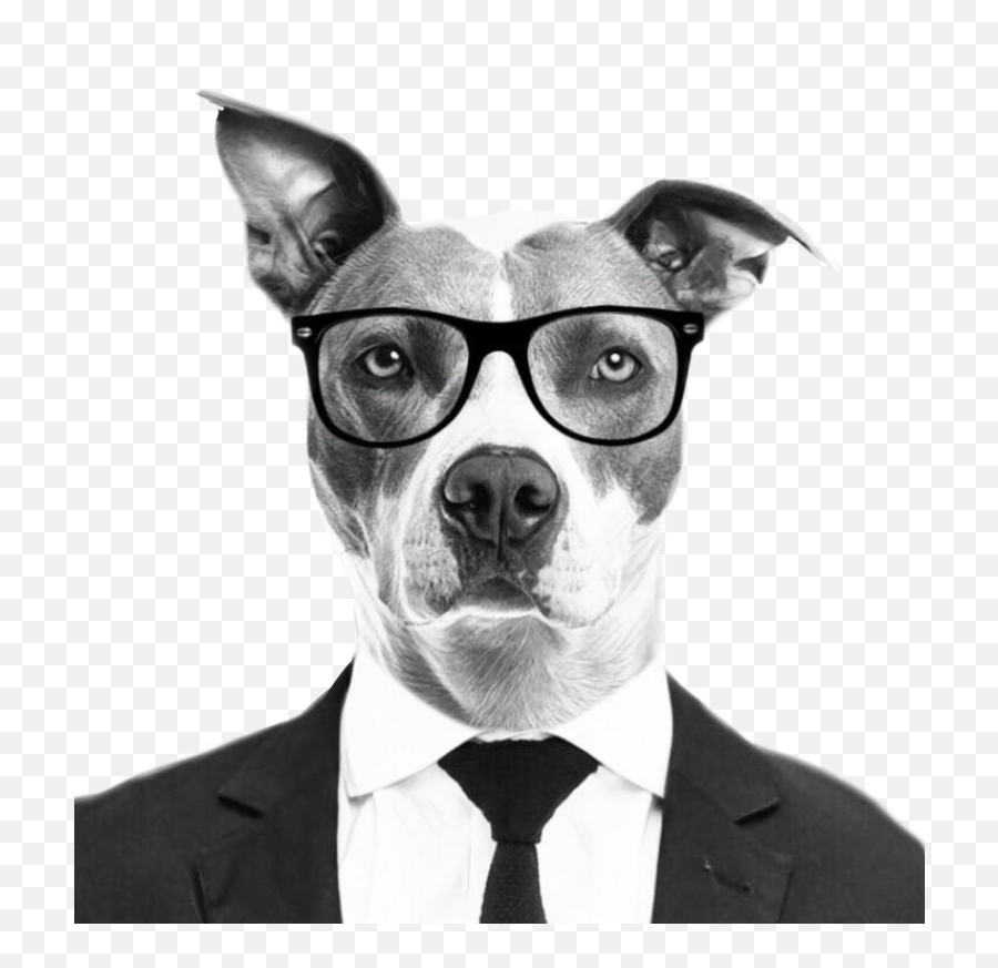 Dog Suit Glasses Sticker - Dog With Suit And Glasses Emoji,Dog With Glasses Emojis