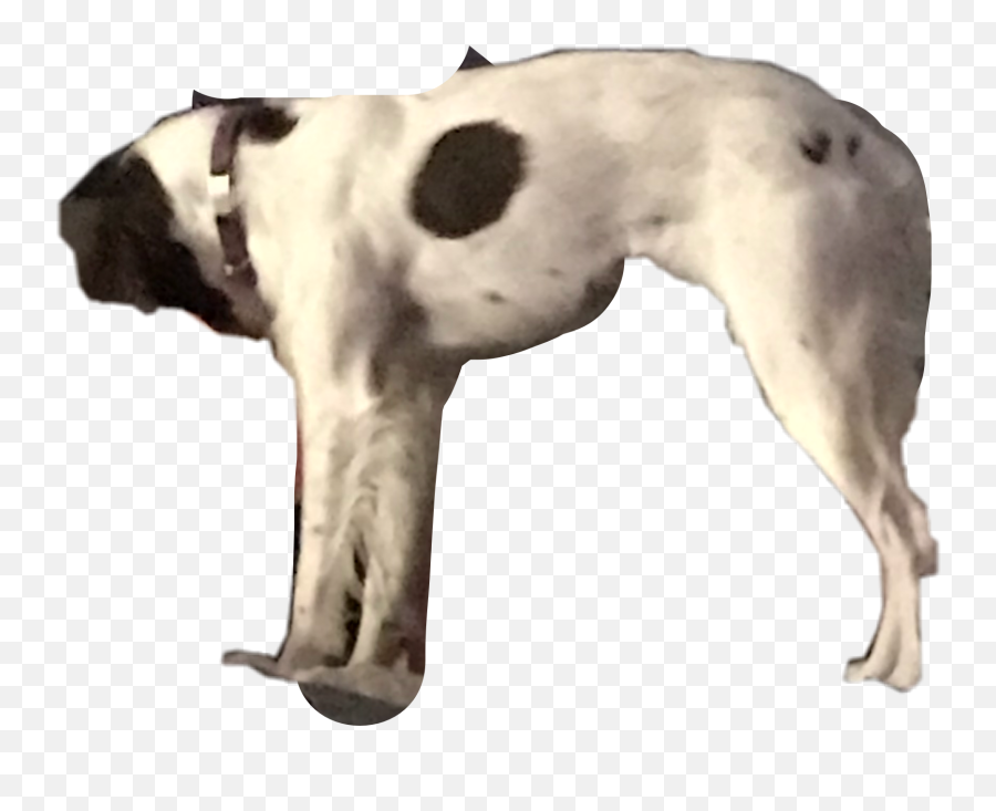 Doggo Dog Floating Doggo Sticker - Great Dane Emoji,Hello Brown Dog Emoji