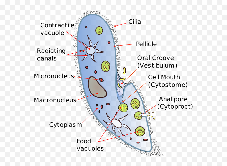 Difference Between Amoeba And - Amoeba And Paramecium Emoji,Paramecium Eaten Emotion