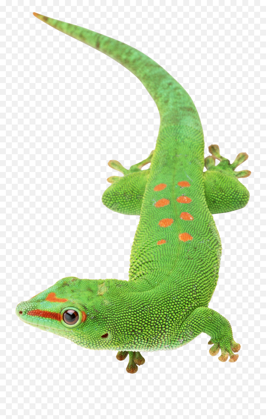 Gecko Lizard - Transparent Background Transparent Lizard Emoji,Lizard Emoji