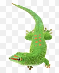 Gecko Lizard - Transparent Background Transparent Lizard Emoji,Lizard Emoji