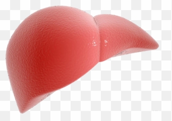 Download Health Liver Fibronostics - Liver Made Out Of Clay Emoji,Emoji Made By Clay