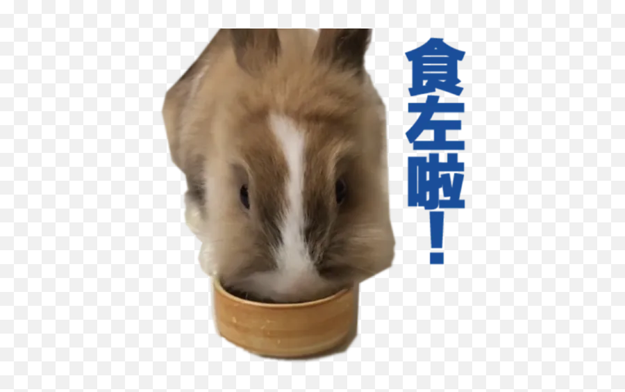 Muffin By You - Sticker Maker For Whatsapp Emoji,Guinea Pig Emojis