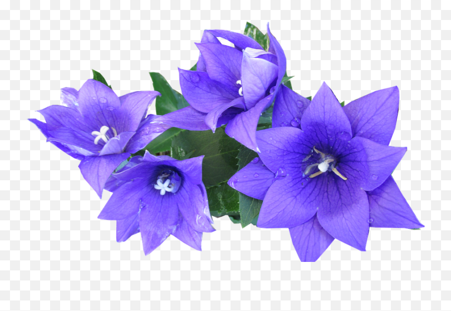 Blue Flower Png - Blue Flower Cut Out Purple Flowers Cut Gentiana Acaulis Emoji,Emoji Cut Outs