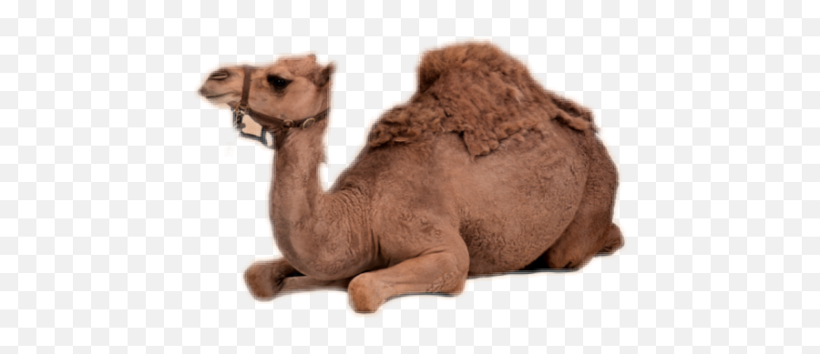 Freetoedit 303036654035201 By 11246319747637102290 Emoji,Emoticon For Camel On Fb