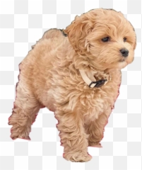 The Most Edited Dogs Picsart - Northern Breed Group Emoji,Emoji Badges Imvu