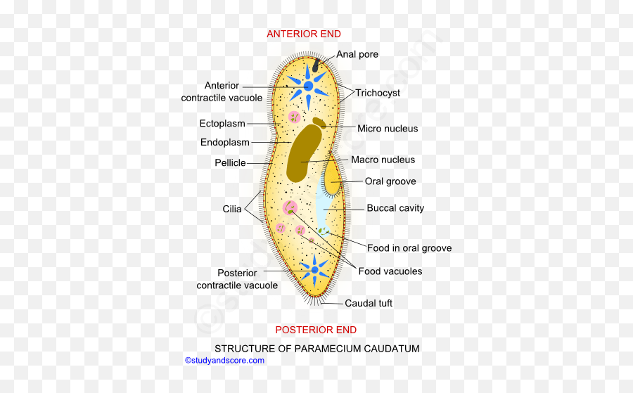 General Characters Locomotion And - Dot Emoji,Paramecium Eaten Emotion