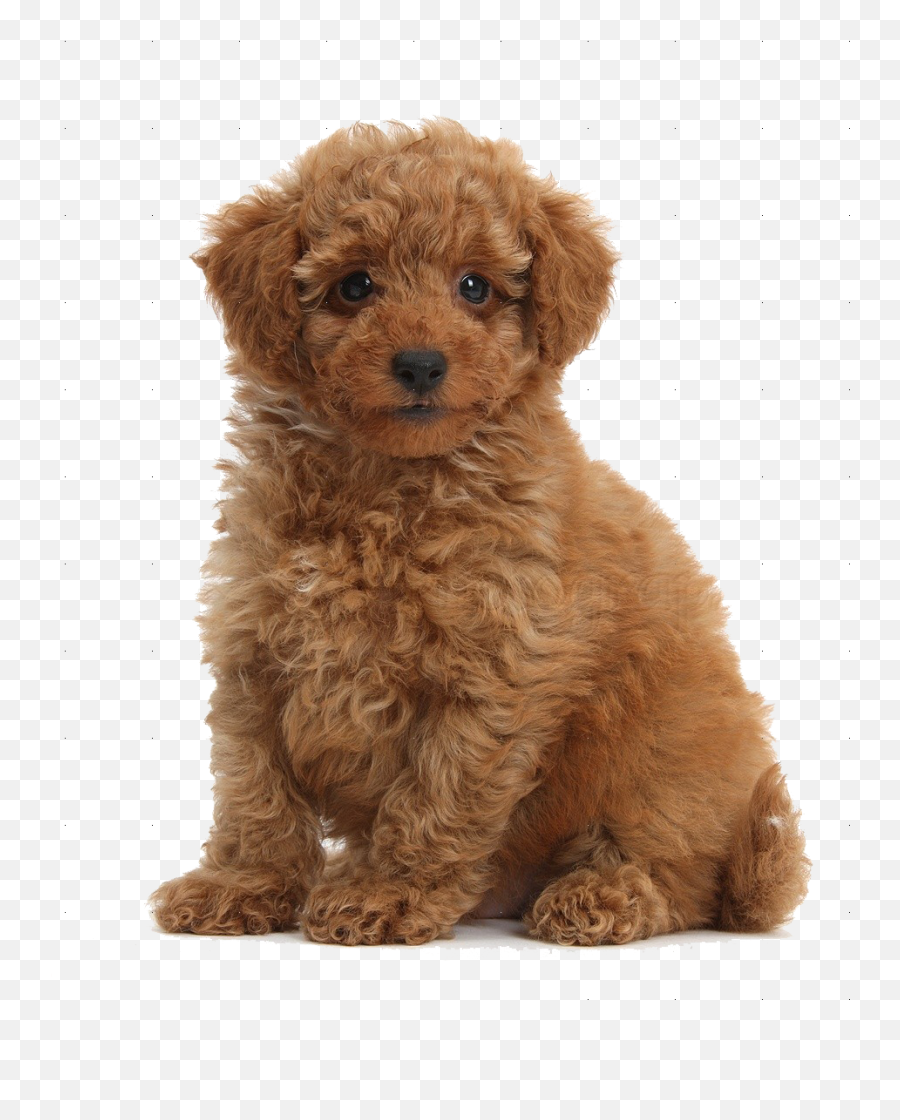 Toy Poodle Png U0026 Free Toy Poodlepng Transparent Images - Toy Poodle Png Emoji,Apple Poodle Emoji