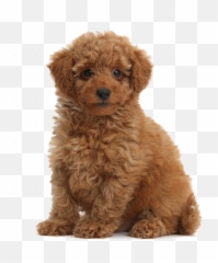Toy Poodle Png U0026 Free Toy Poodlepng Transparent Images - Toy Poodle Png Emoji,Apple Poodle Emoji