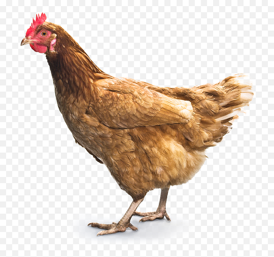 22 Chicken Icon Png - Kemprot Blog Chicken Png Emoji,Rooster + Chicken Leg Emoji