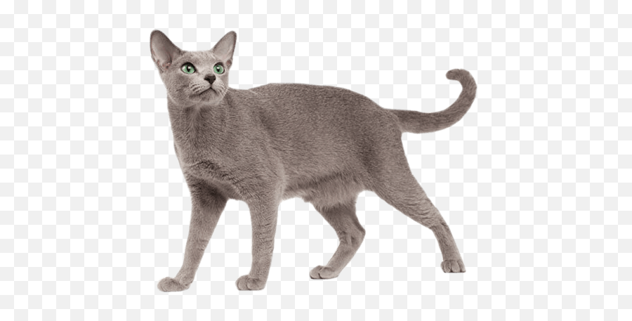 Russian Blue Personality Temperament And Lifespan Petplan Emoji,Blue Furniture Emotion