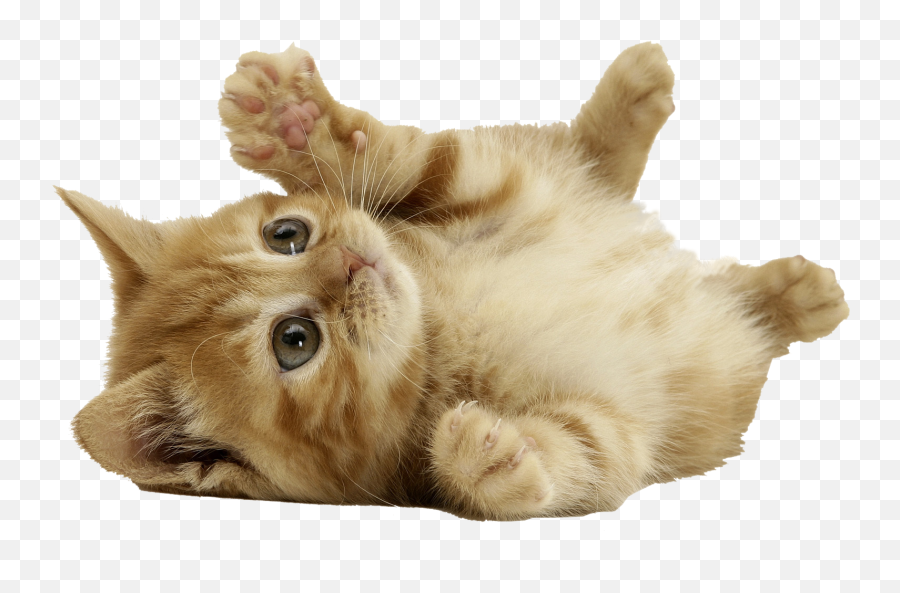 9 Reasons Why I Love Cats - Little Cat Transparent Background Emoji,Cat Emoji Pillows