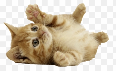 9 Reasons Why I Love Cats - Little Cat Transparent Background Emoji,Cat Emoji Pillows