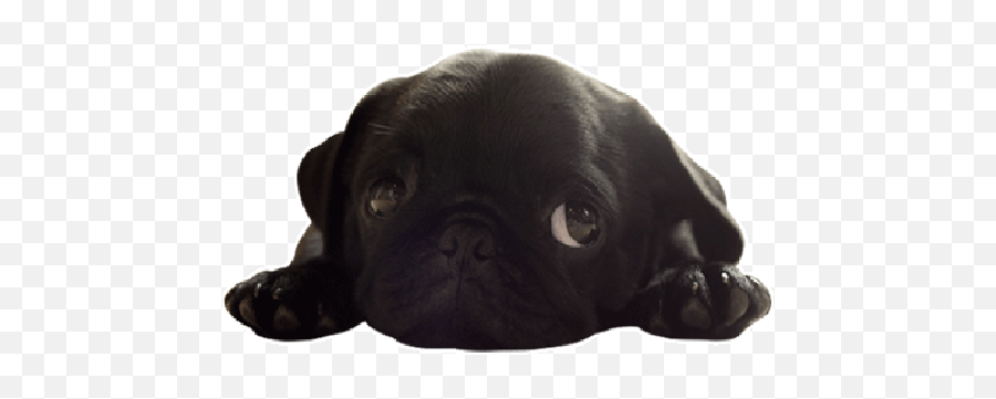 Idu Emoji - Black Pug Pug Gifs,Pug Emojis
