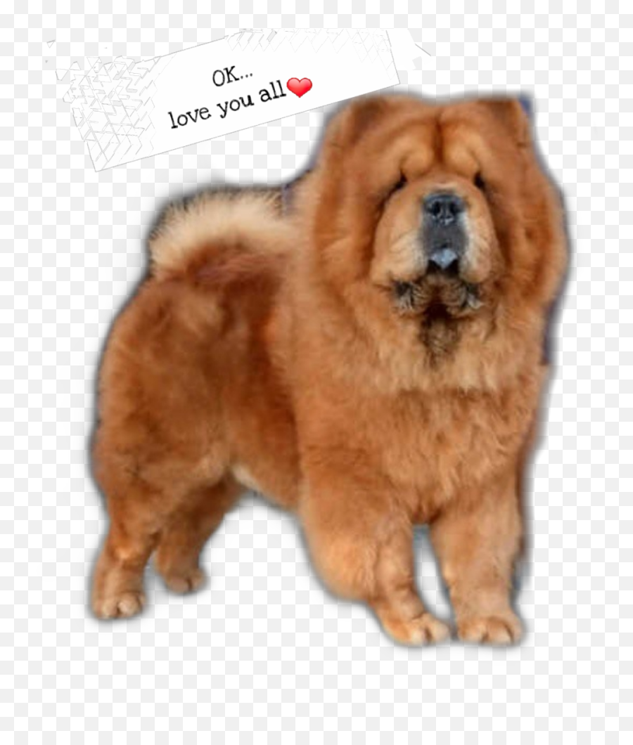 Chowchow Redchow Sticker - Chow Chow Emoji,Chow Chow Emoji