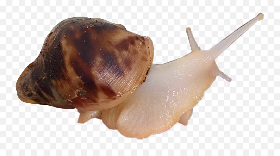 The Most Edited Goblincore Picsart Emoji,Snails Emoticon