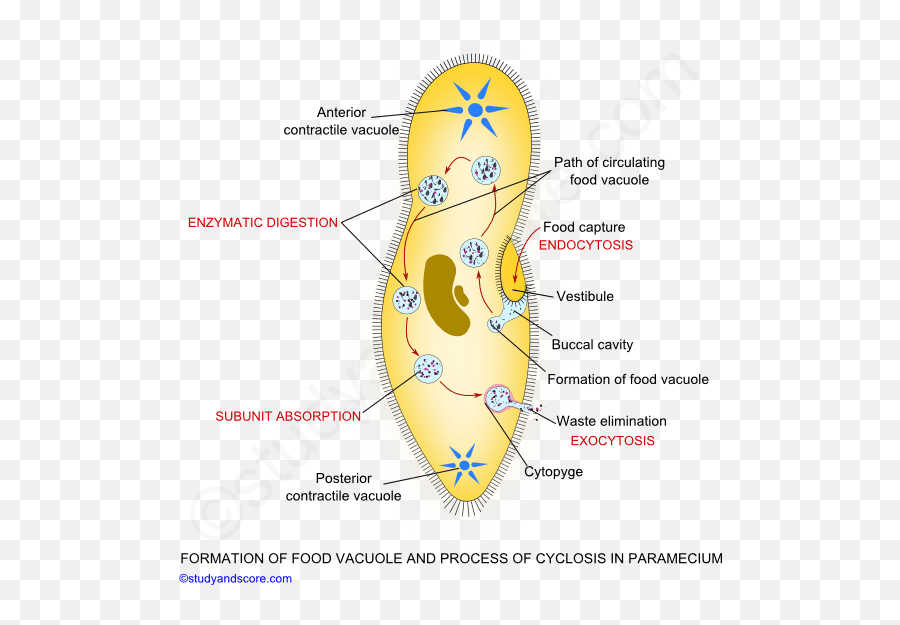 General Characters Locomotion And - Nutrition In Paramecium Emoji,Paramecium Eaten Emotion