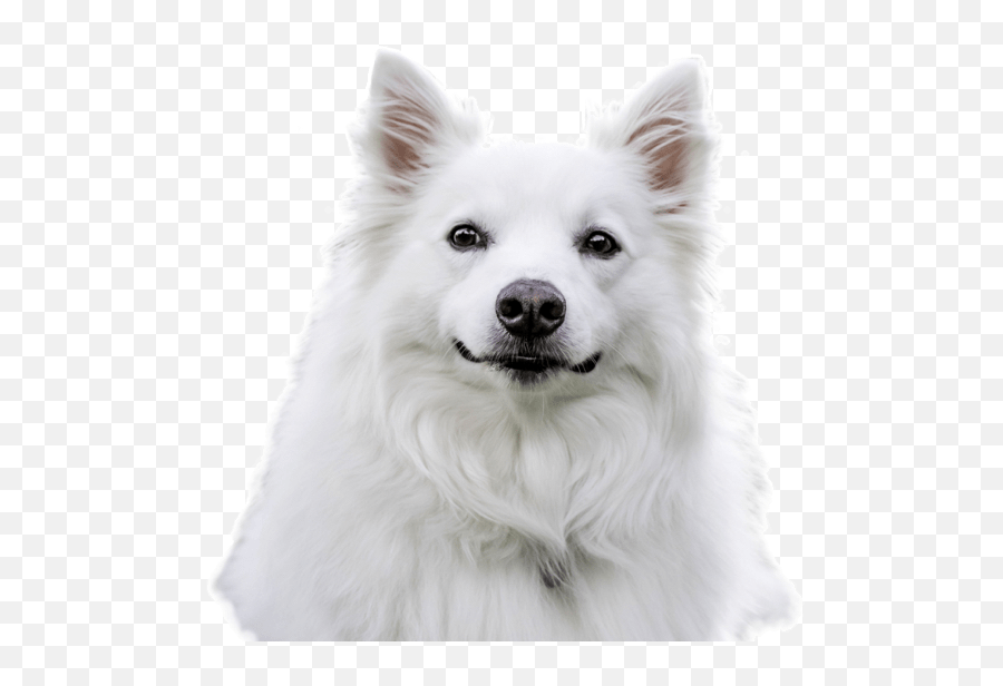 American Eskimo Dog Puppies For Sale - Transparent Eskimo Dog Png Emoji,White Fluffy Dog Emojis