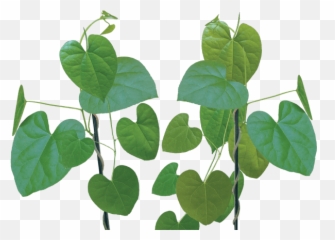 What We All Need To Know About Cholesterol U2022 Shaka Vansiya - Medicinal Uses Of Giloy Emoji,Images Of Clogged Emotions