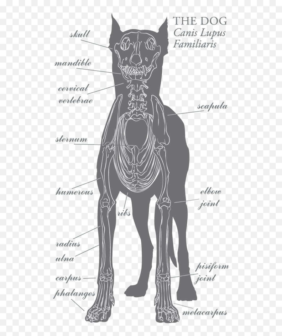 Burnish Bone - Sketch Emoji,Emoticon De Es.el Colmo