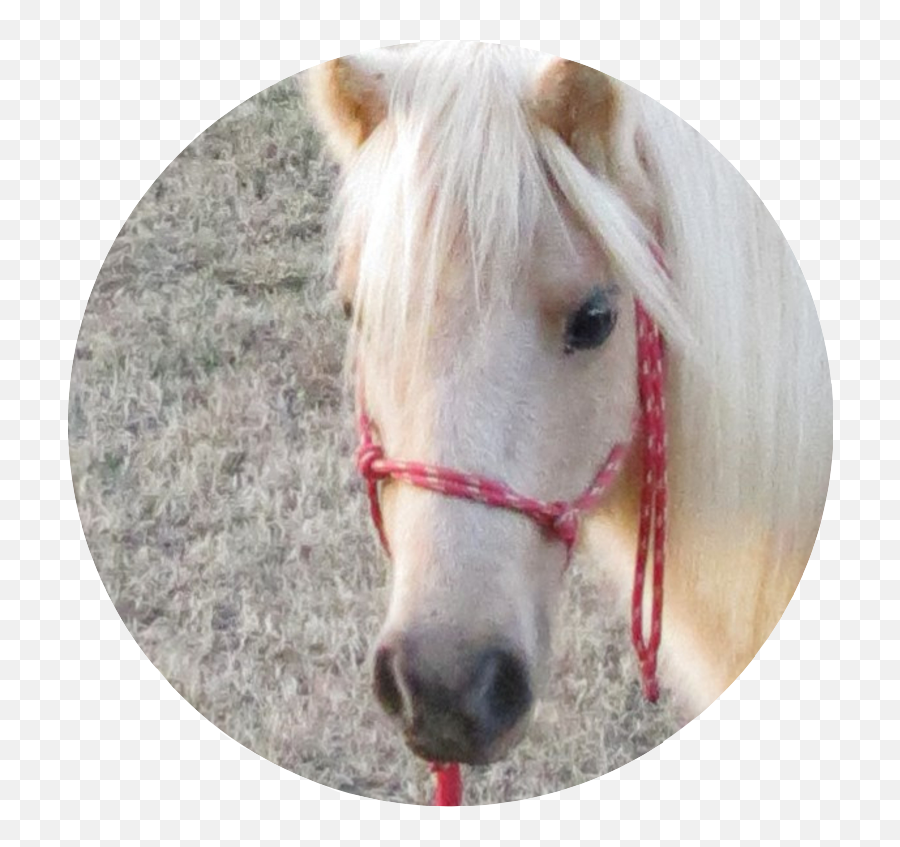 Reins Of Life - Halter Emoji,Emotion Horse Rider Metaphor