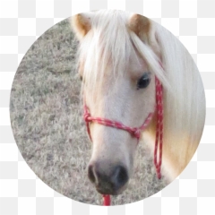 Reins Of Life - Halter Emoji,Emotion Horse Rider Metaphor