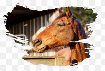 The Inspired Riding Way - Sorrel Emoji,Horses Emotions