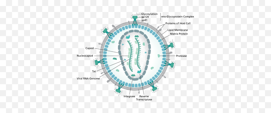 Hiv Structure Emoji,Professor Spencer Lynn Neurocognition Of Emotion Perception