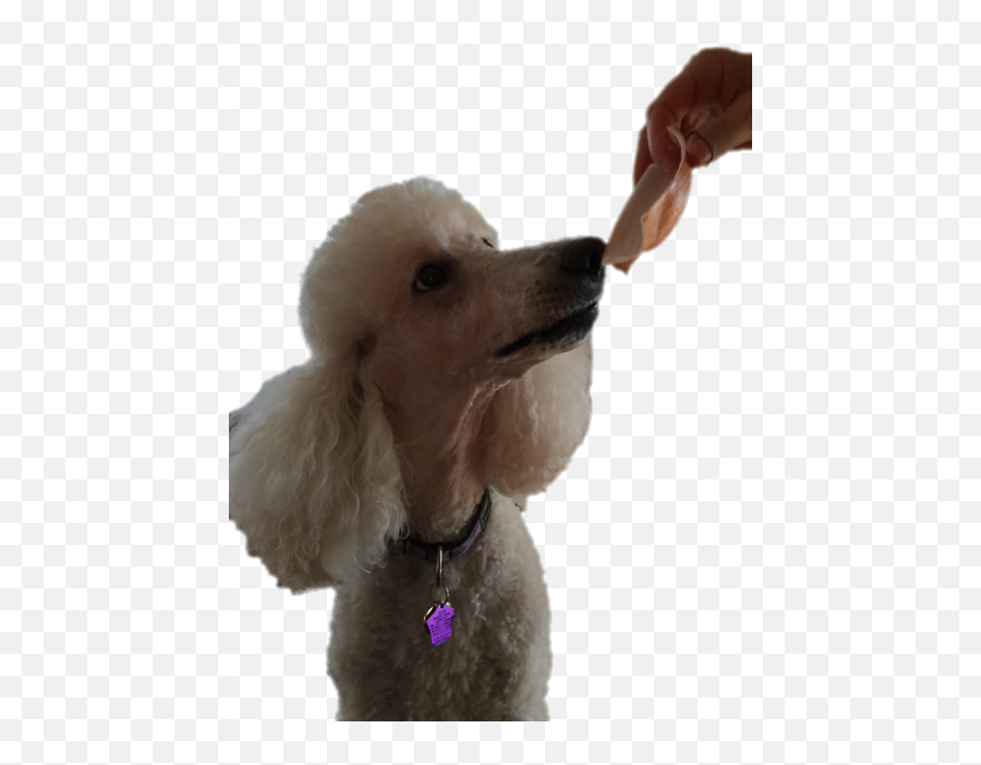 Standard Poodle Miniature Poodle Toy Poodle Puppy - Yum Png Emoji,Poodle Emojis