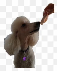 Standard Poodle Miniature Poodle Toy Poodle Puppy - Yum Png Emoji,Poodle Emojis