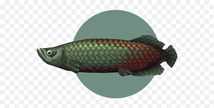 Categoryrare Fish Animal Crossing Wiki Fandom Emoji,Arowana Fish Emotion