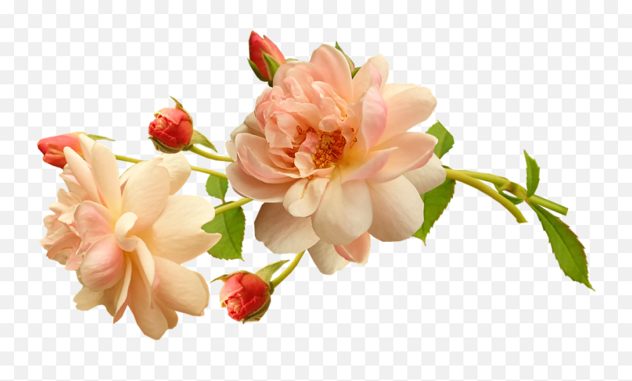 Flowers Apricot Roses - Free Image On Pixabay Emoji,Sweet Emotion Stems