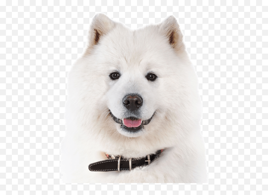 Samoyed Puppies For Sale - Adoptapetcom Samoyed Png Emoji,Bernese Mountain Dog Emoji