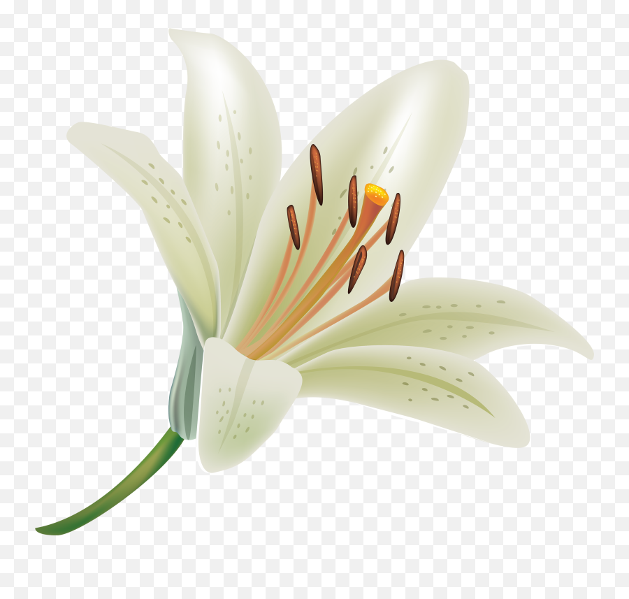 Funeral Clipart Peace Lily Funeral - Lily Flower High Resolution Emoji,Lilly Emoji