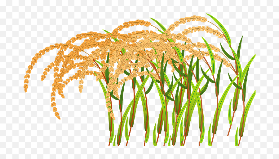 Ear Of Rice Clipart - Transparent Rice Plant Png Clipatr Emoji,Ear Of Rice Emoji