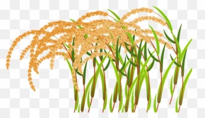 Ear Of Rice Clipart - Transparent Rice Plant Png Clipatr Emoji,Ear Of Rice Emoji