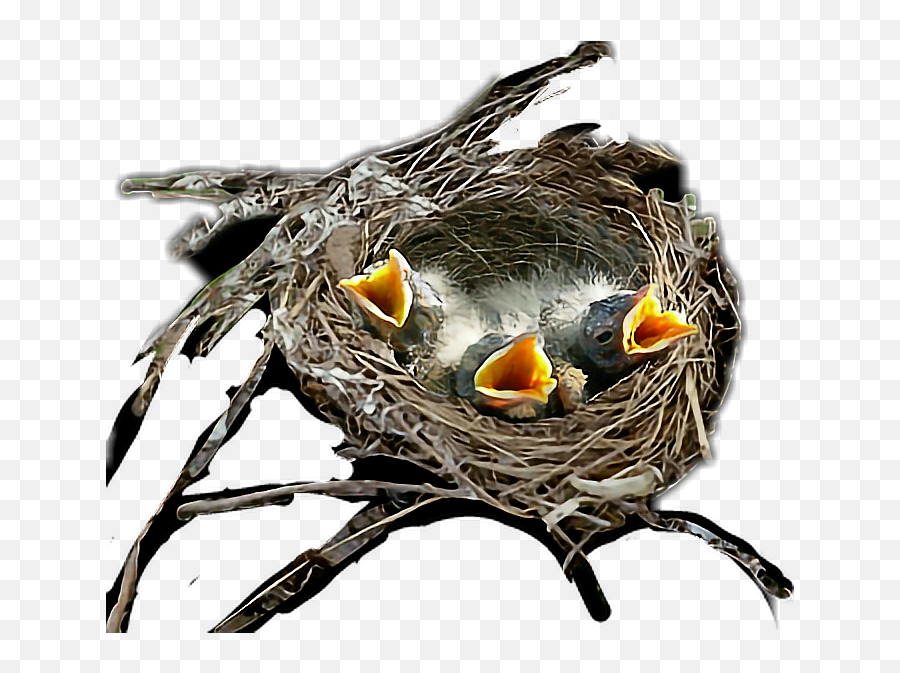 Birds Nest Sticker - Transparent Bird Nest Png Emoji,Bird Nest Emoji