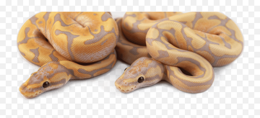 Healthy Ball Pythons - Ball Python Emoji,Emoji Ball Python