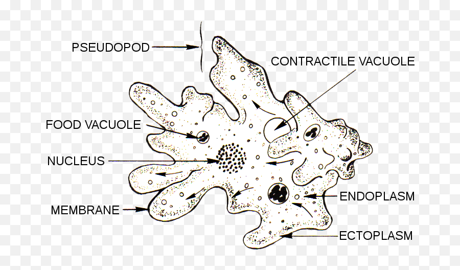 Difference Between Amoeba And - Parts Of An Amoeba Emoji,Paramecium Eaten Emotion